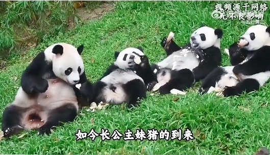 长隆野生动物园就是一个巨大的养猪场！